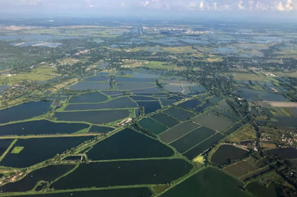 Aerial view of the East Kolkata Wetlands — mosaic of fishponds, paddy and marsh